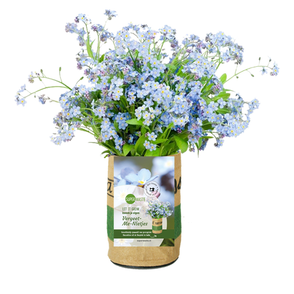 Let it grow kweektuin Vergeet-me-nietjes