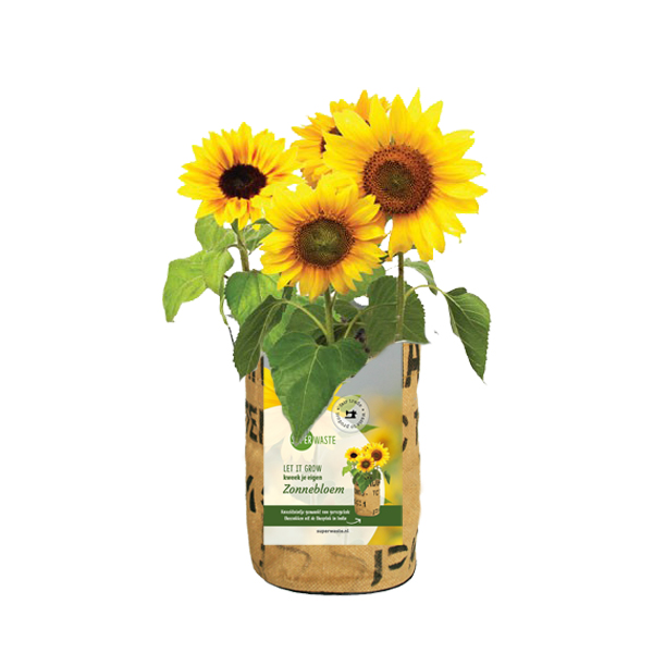 Let it Grow Kweektuintje - Zonnebloemen