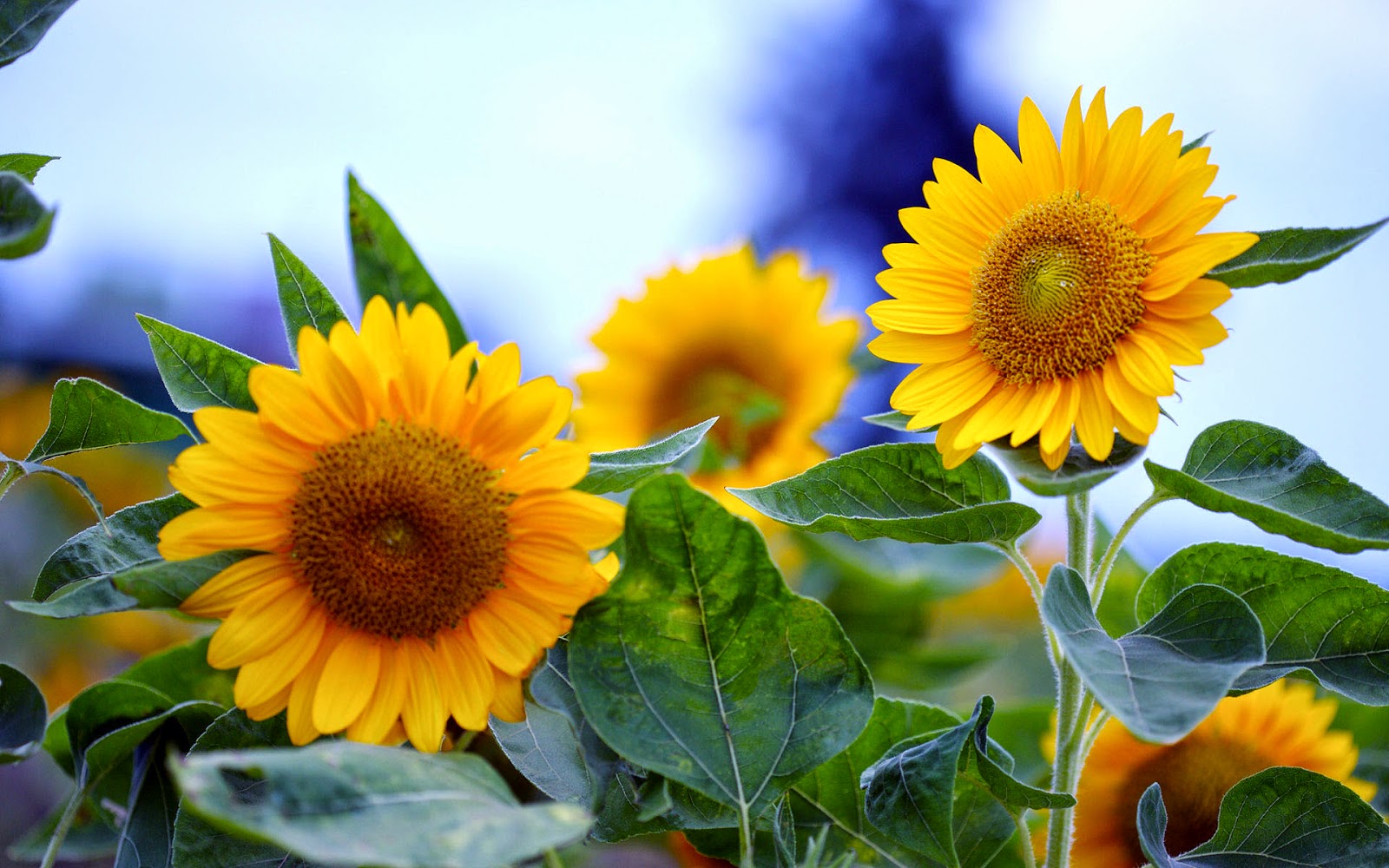 Let it Grow Kweektuintje - Zonnebloemen - Afbeelding 3